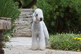 BEDLINGTON TERRIER 012